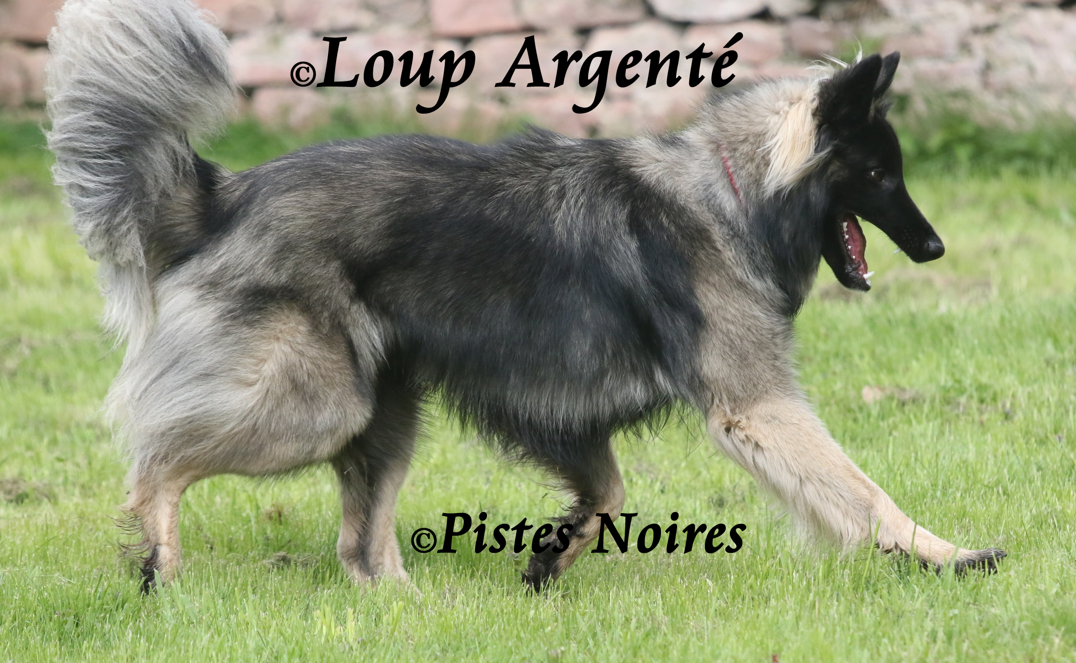 Loup Argenté / Pistes Noires
